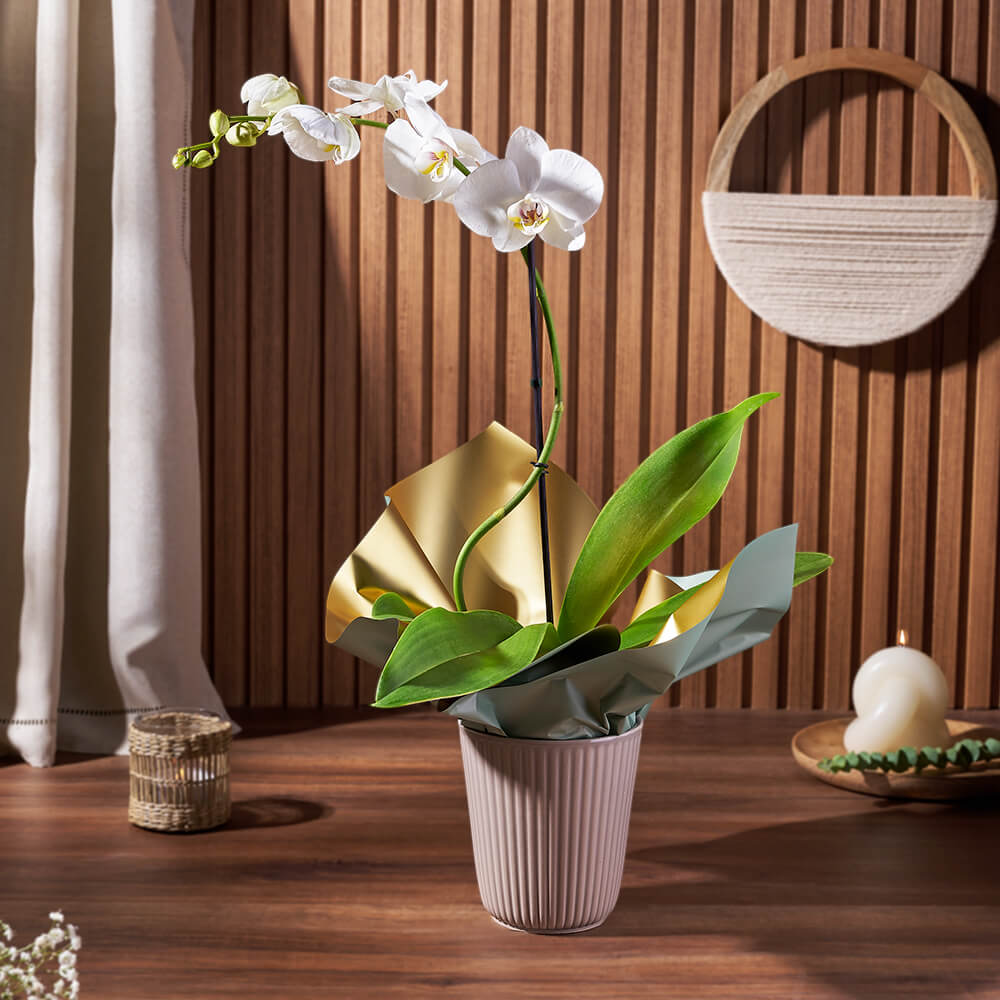 White Orchid in 5-Inch Pot – how the gift is presented