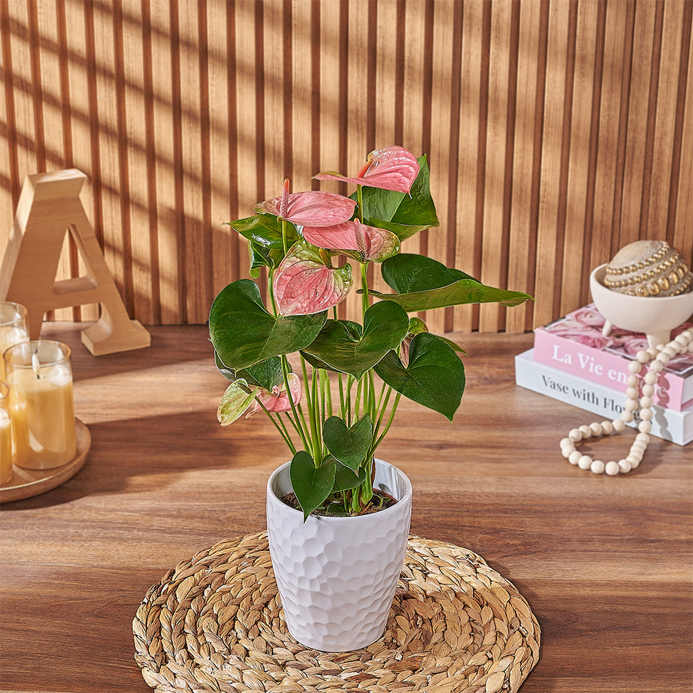 Refined Pink Anthurium Potted Plant with Textured White Pot – how the gift is presented