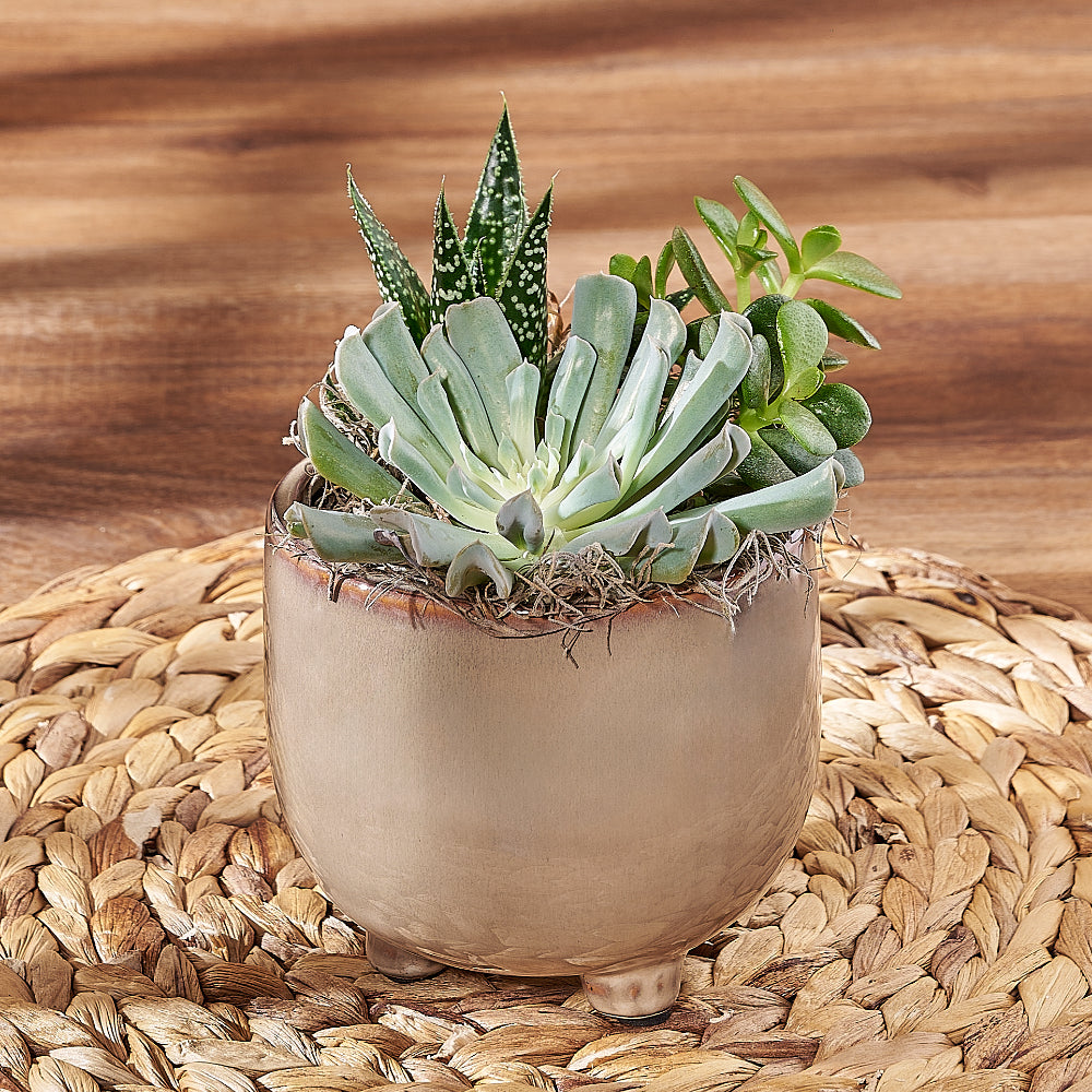 Elegant Succulent Potted Plant for Housewarming Gift – how the gift is presented