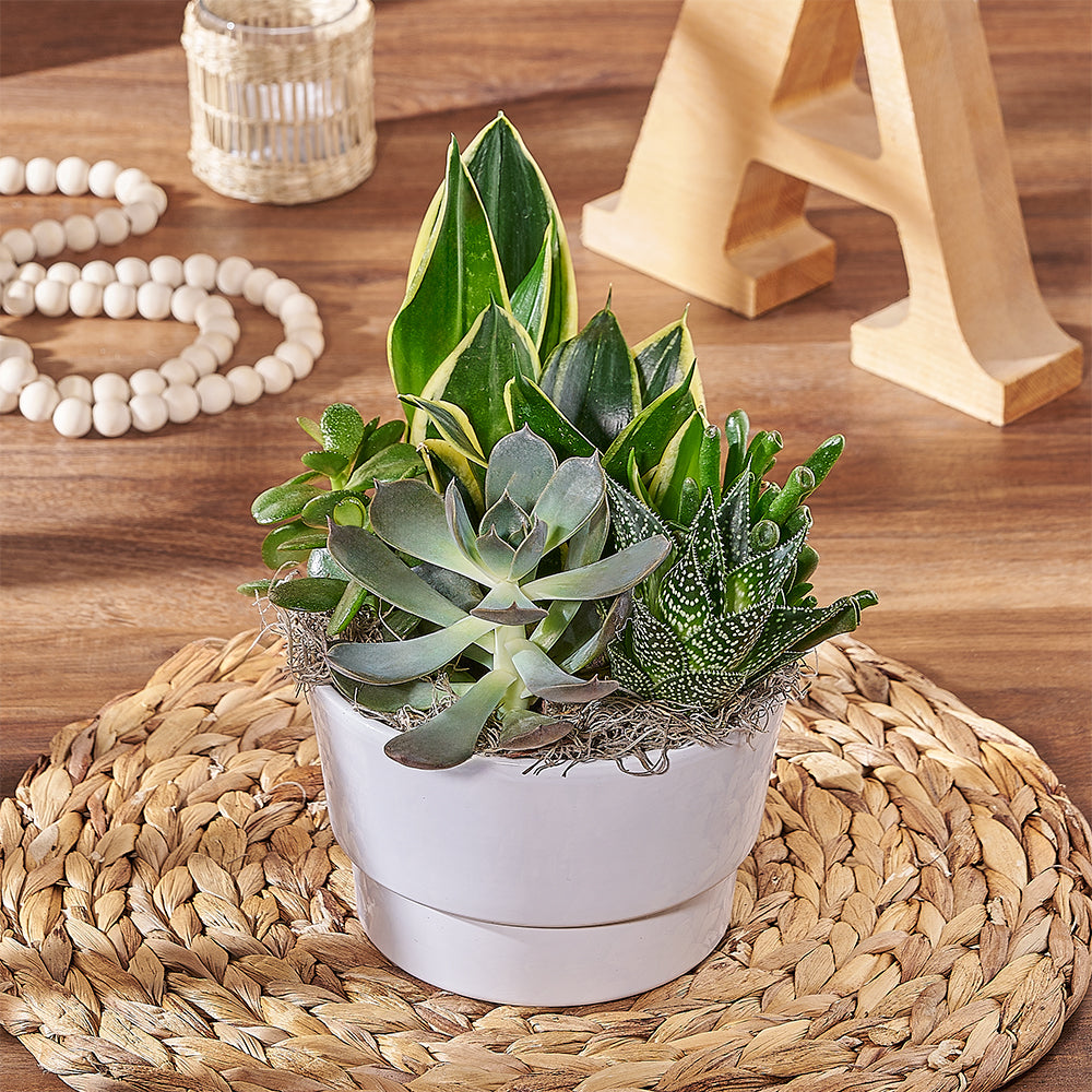 Elegant Succulent Garden Arrangement with Sansevieria in Large White Planter – how the gift is presented