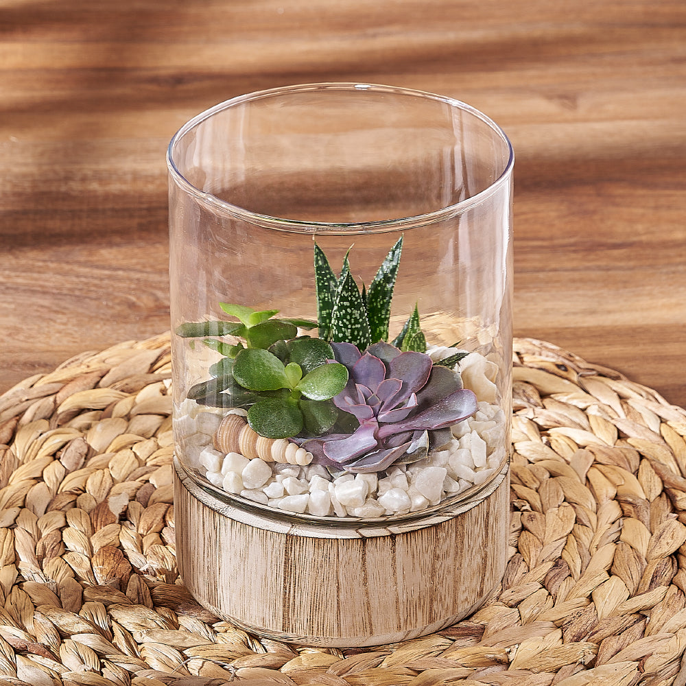 Contemporary Succulent Garden in Raised Glass Terrarium – how the gift is presented