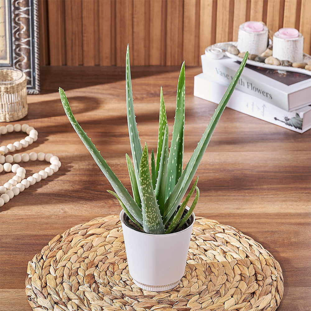 Potted Plants