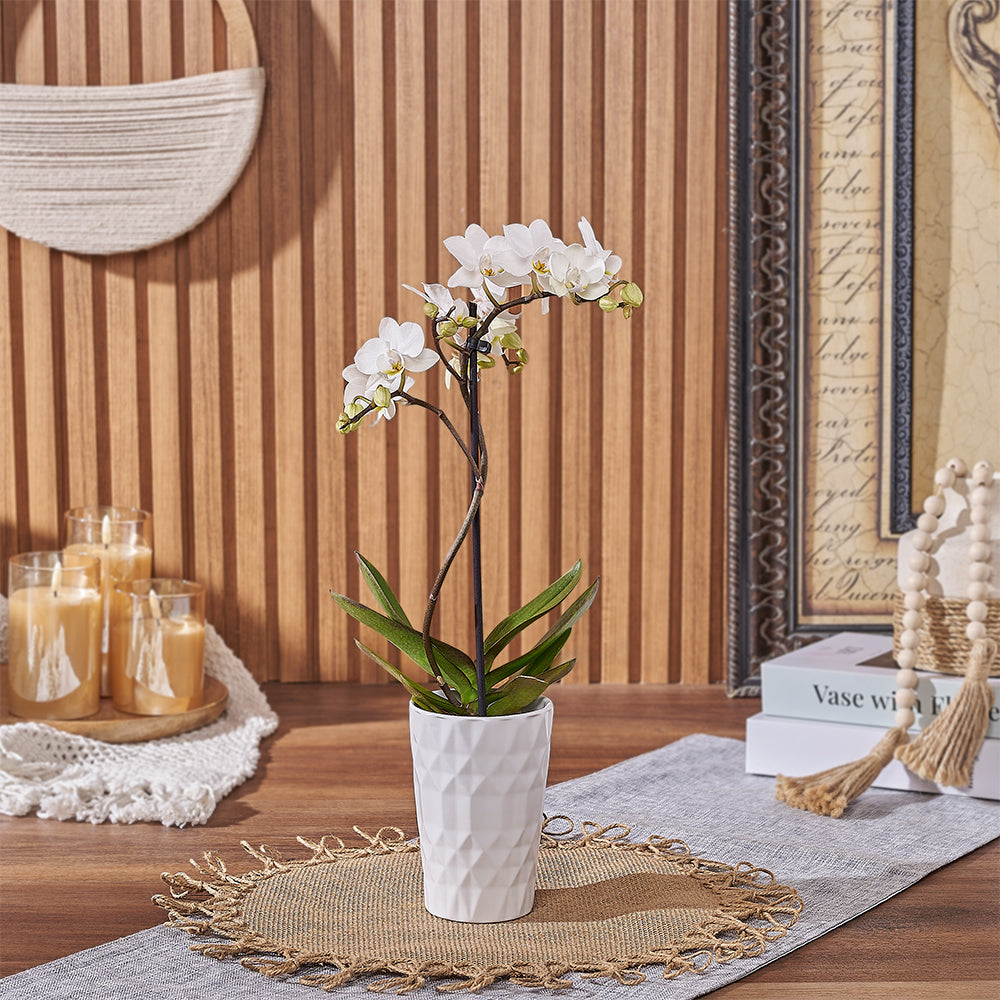 Mini Indoor White Orchid Plant in Ceramic Planter – how the gift is presented