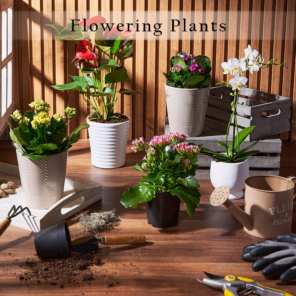 Flowering Plants from Ottawa Baskets - Ottawa Delivery