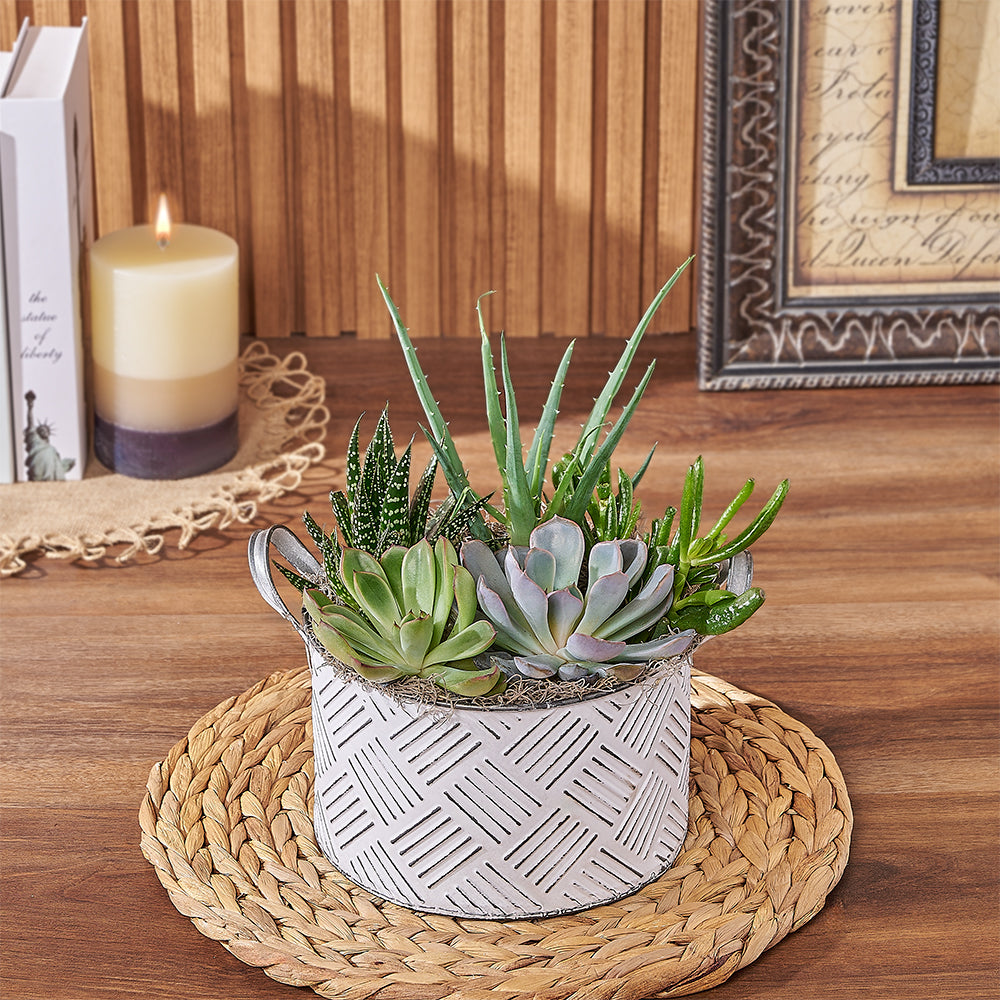 Fresh Succulent Collection in 10.25" Diameter Planter – how the gift is presented