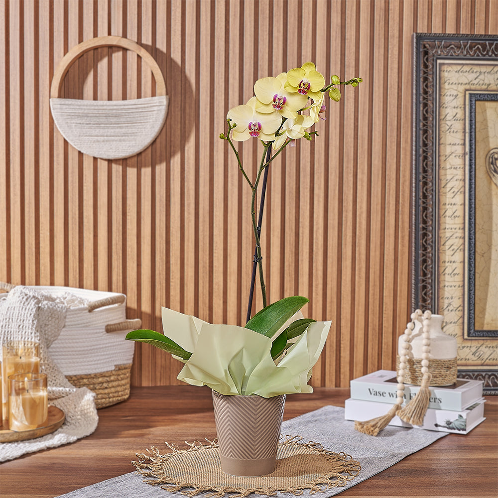 Year-Round Blooming Yellow Orchid Plant – how the gift is presented