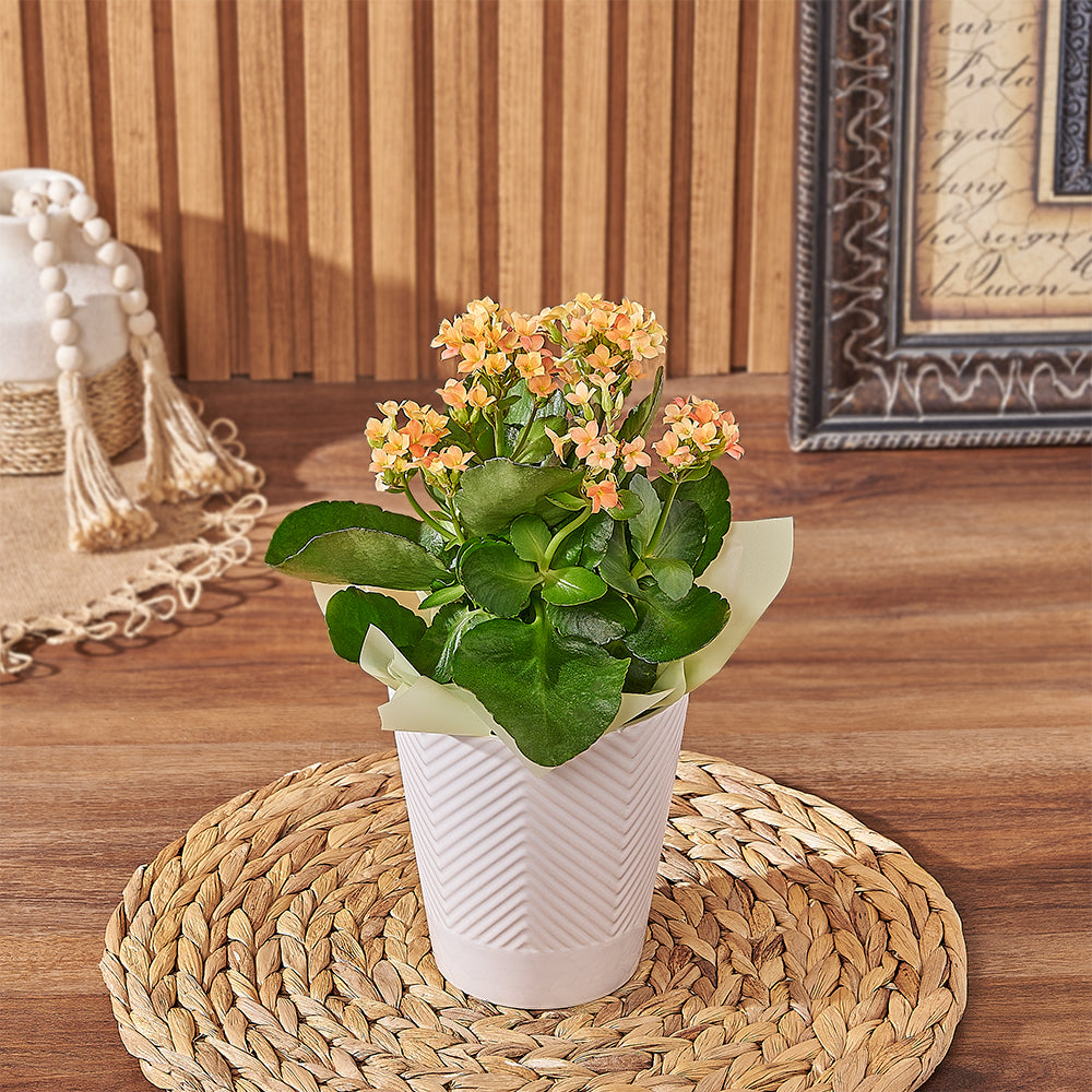 Living Kalanchoe Plant in Stylish Planter Pot – how the gift is presented