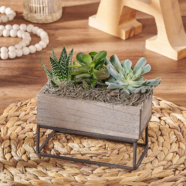 succulent plants ottawa Indoor Succulent Garden - Ottawa Baskets