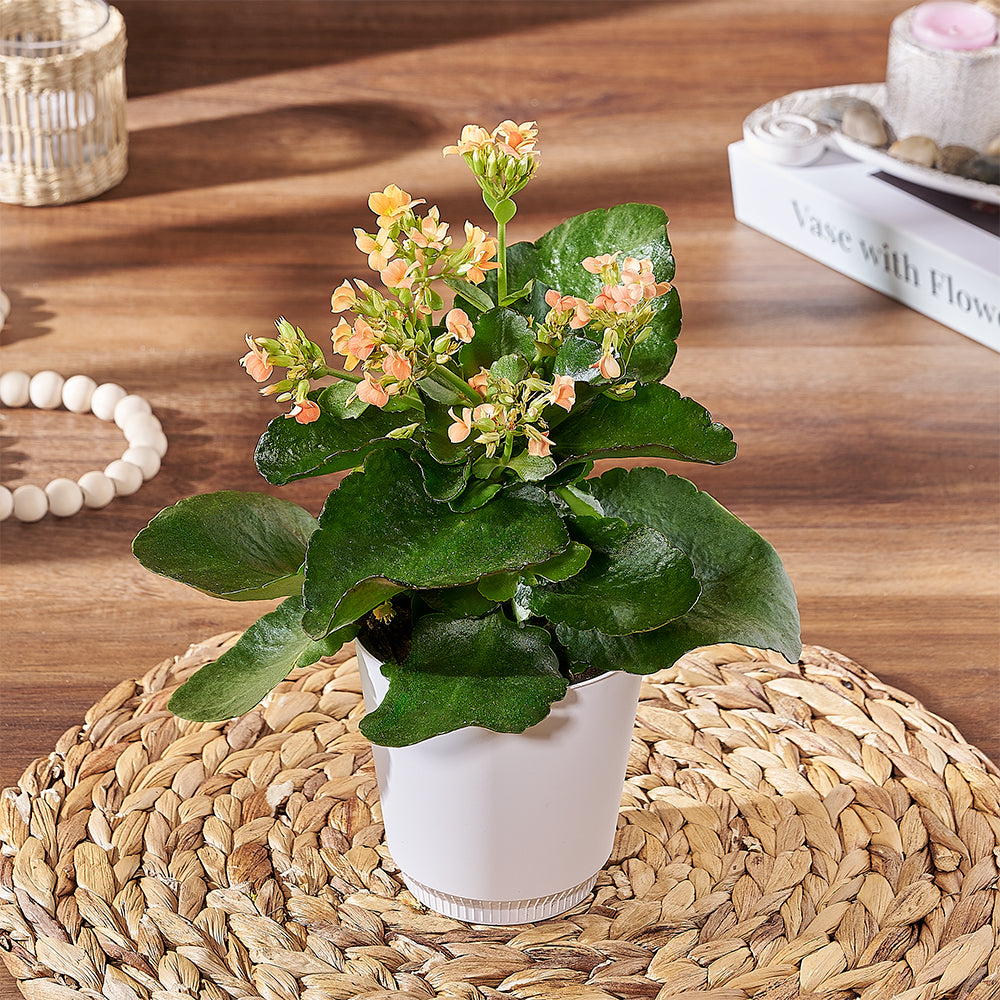 Living Kalanchoe Plant in Decorative Pot – how the gift is presented
