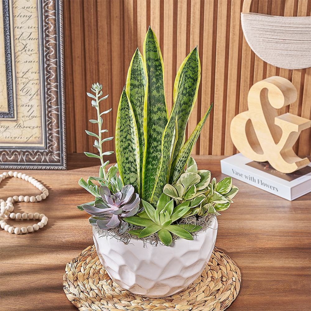 Modern Ceramic Planter with Succulent and Sansevieria Plants – how the gift is presented