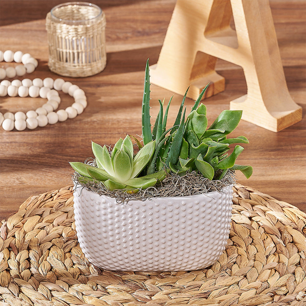 Contemporary Succulent Garden with Three Plants in White Planter – how the gift is presented