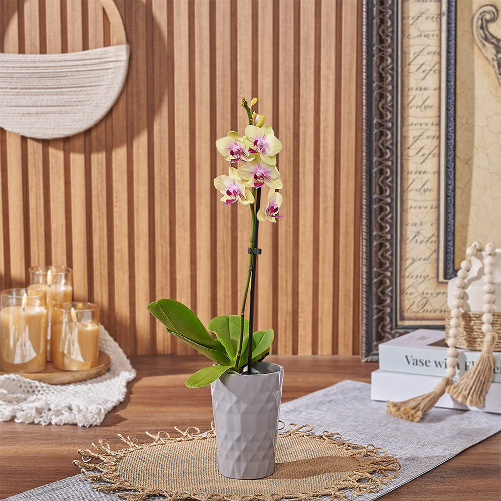 Modern Mini Yellow Orchid Plant in Ceramic Planter – how the gift is presented