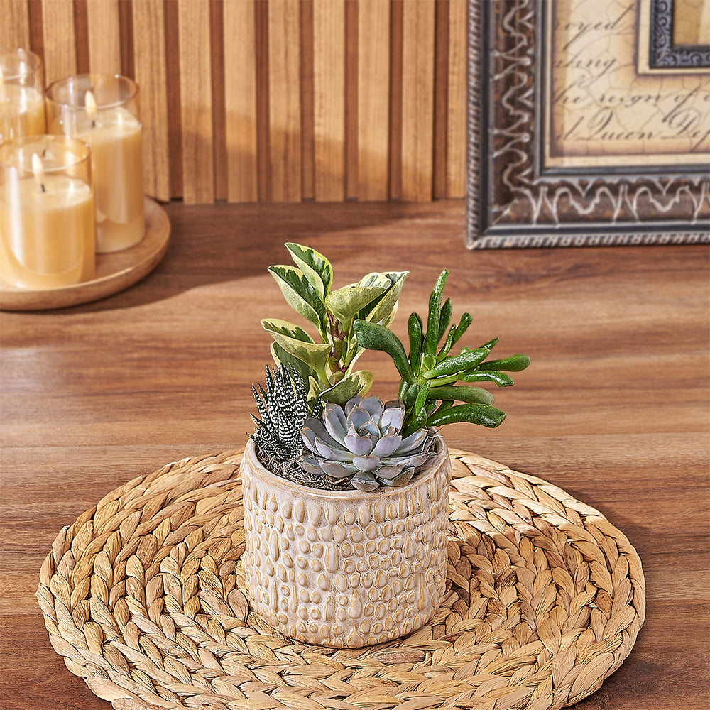 Natural Succulent Plant in Decorative Textured Planter – how the gift is presented