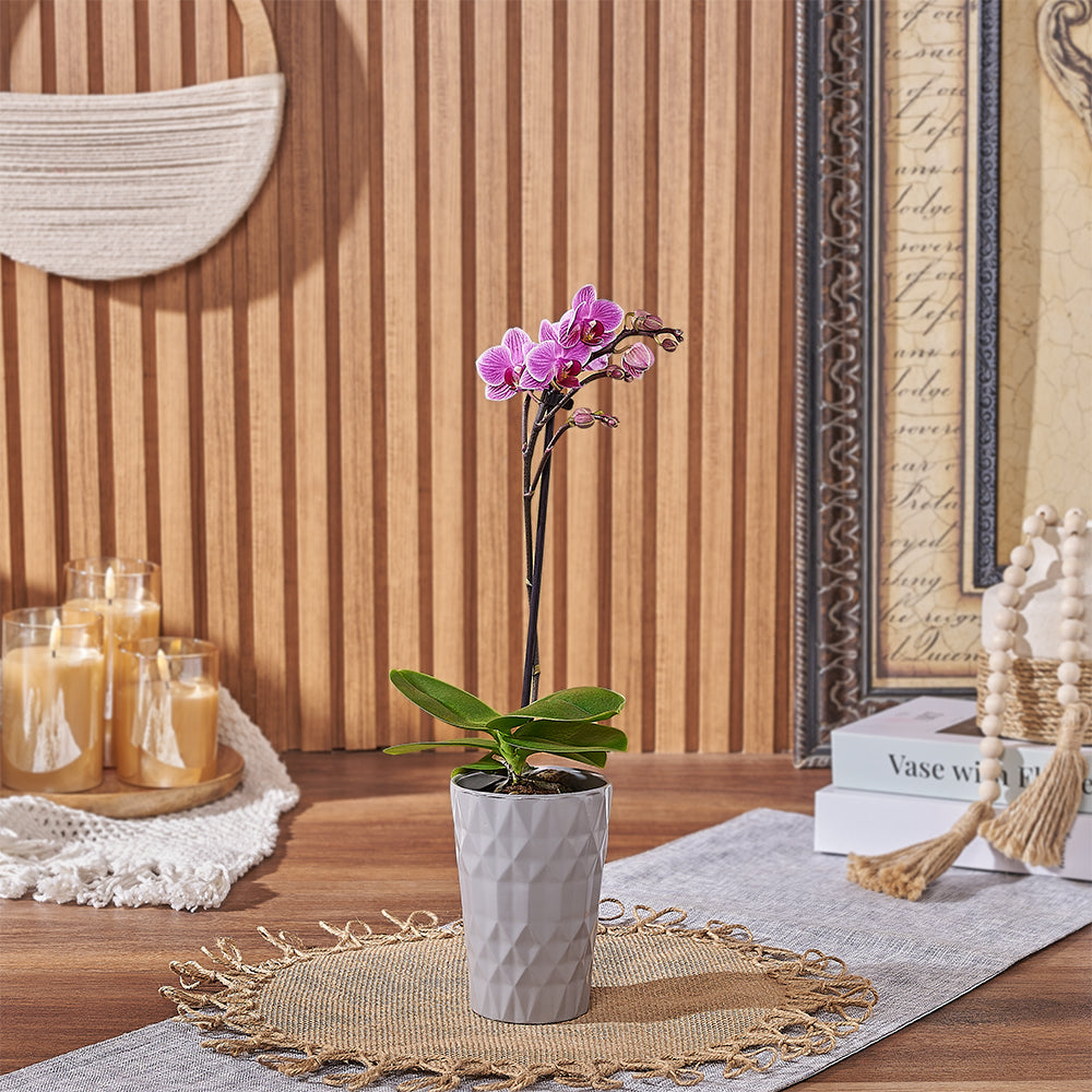 Pink Phalaenopsis Orchid Miniature Plant in Ceramic Container – how the gift is presented