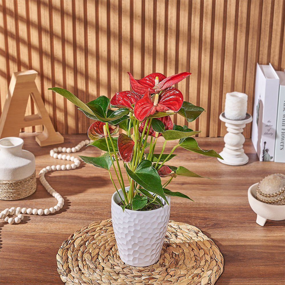Premium Red Anthurium Potted Plant for Home – how the gift is presented
