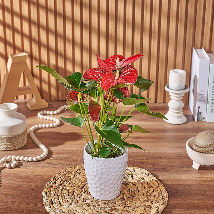 Potted Anthurium Plant, plant gift, plant, floral gift, floral, Ottawa delivery