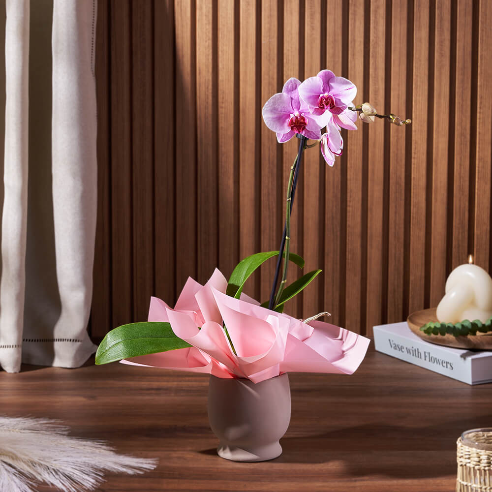 Potted Mini Phalaenopsis Orchid, plant gift, plant, flower gift, flower, orchid gift, orchid, Ottawa delivery