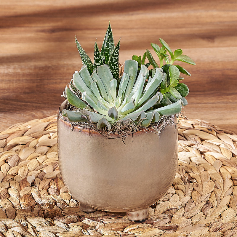 Potted Succulent Trio, plant gift, plant, succulent gift, succulent, Ottawa delivery