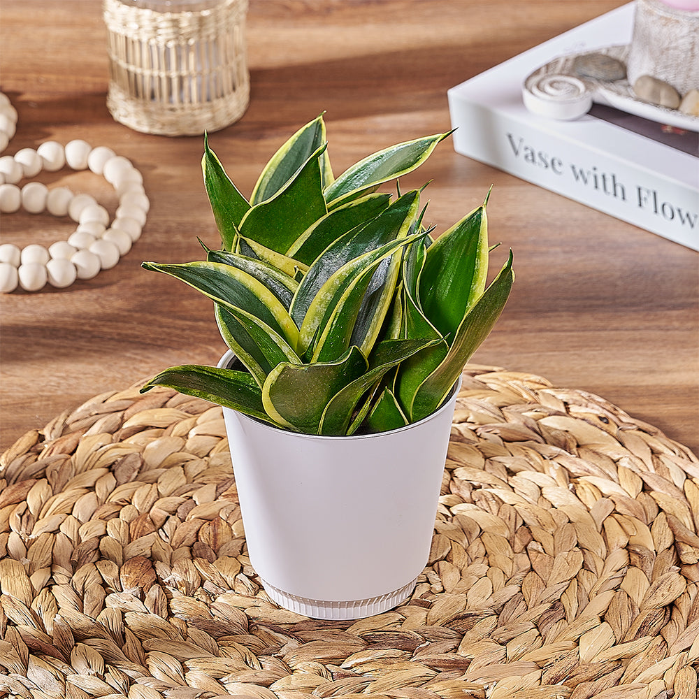 Compact Sansevieria Plant with Decorative Ceramic Pot – how the gift is presented