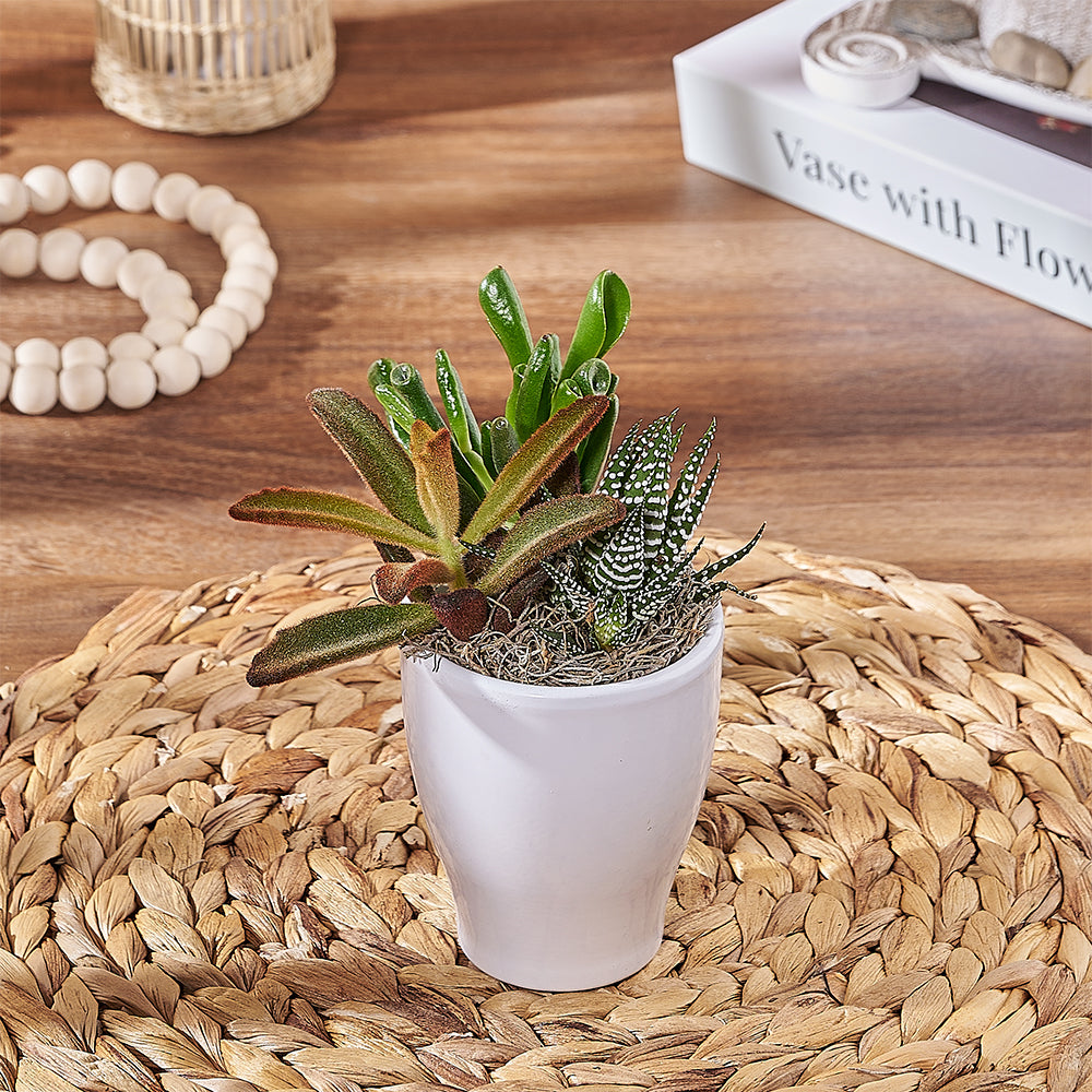 Three Succulent Plants in White Ceramic Planter – how the gift is presented