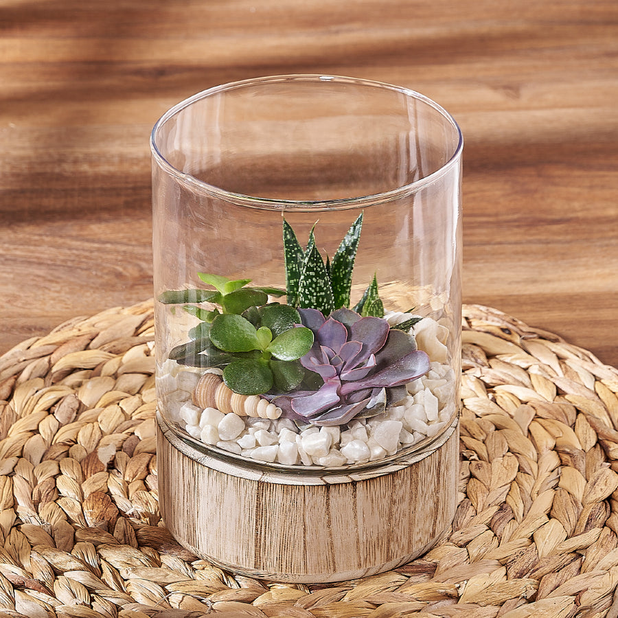 Succulent Garden Terrarium, plant gift, plant, succulent gift, succulent, Ottawa delivery