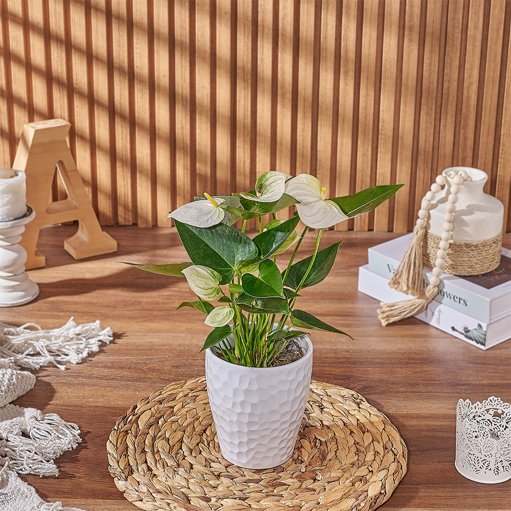 Elegant White Anthurium Indoor Plant with Textured Pot – how the gift is presented