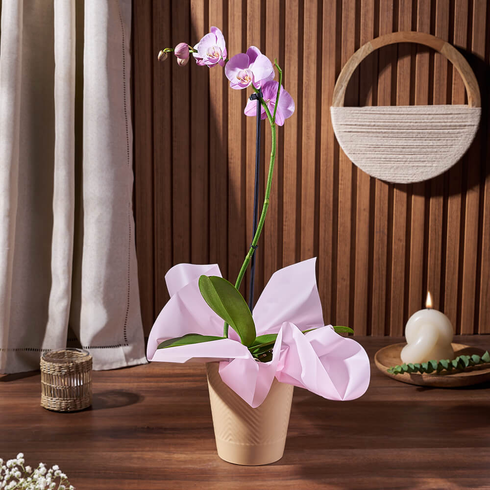 Living Purple Phalaenopsis Orchid Plant with Ceramic Planter – how the gift is presented