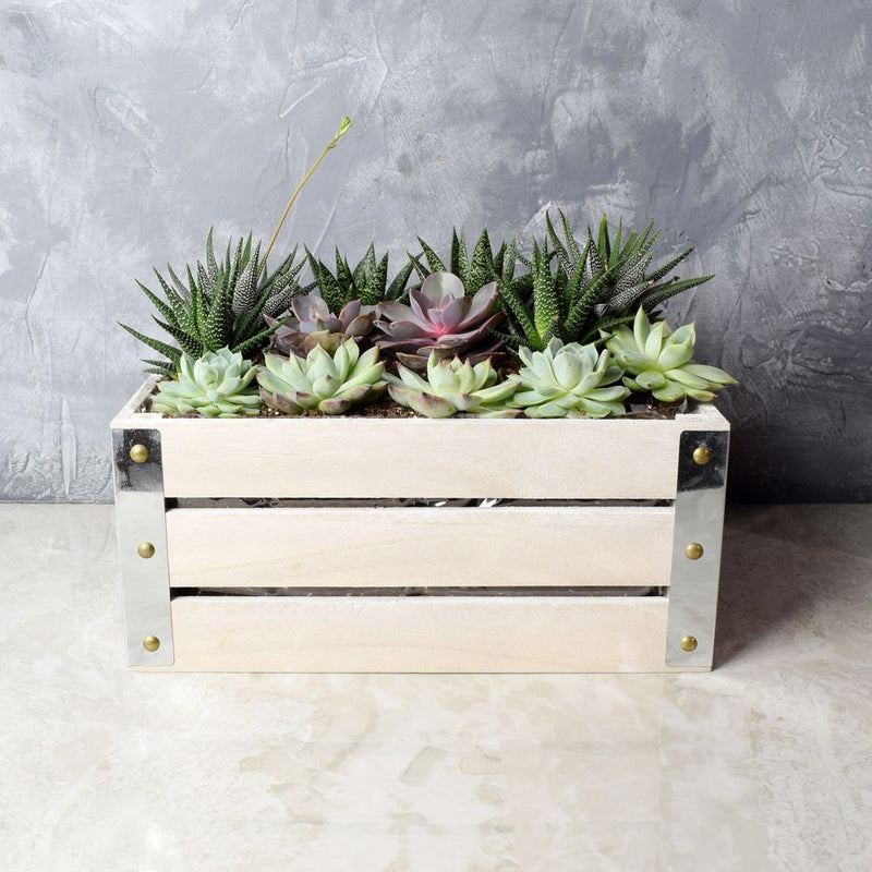 Amesbury Succulent Crate from Ottawa Baskets - Ottawa Delivery
