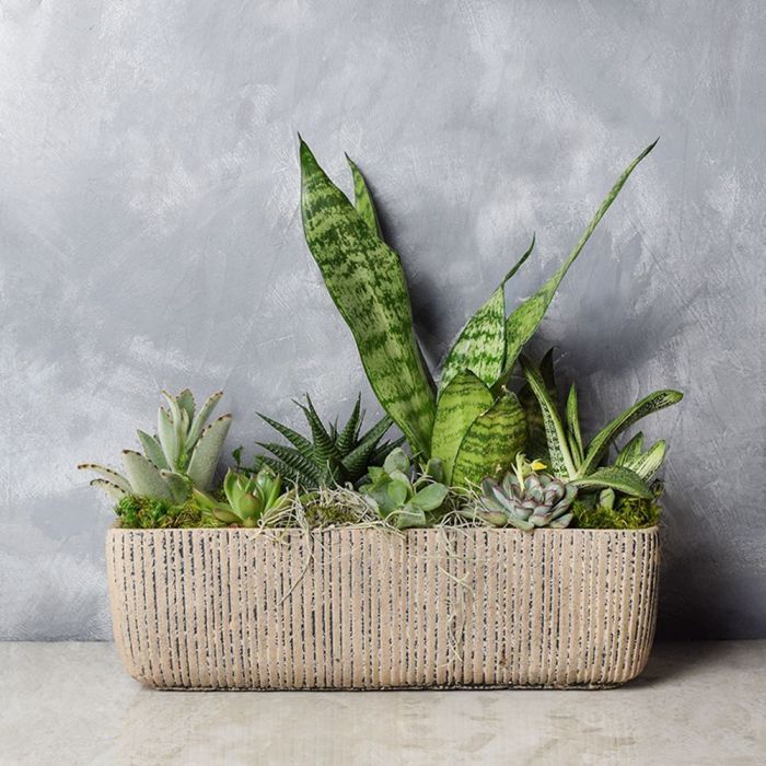 Little Oasis Succulent Garden from Ottawa Baskets - Plant Gift - Ottawa Delivery.