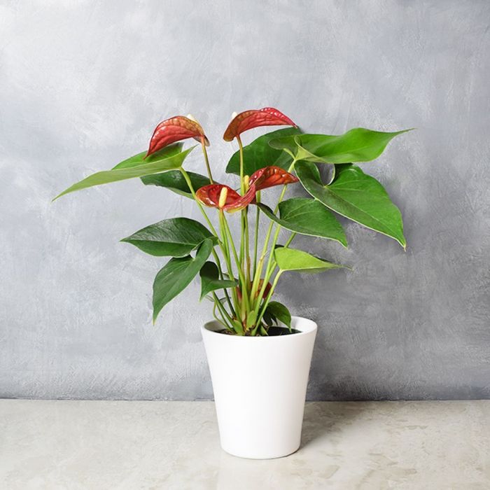 Potted Anthurium Plant from Ottawa Baskets - Plant Gift - Ottawa Delivery.