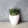 Potted Succulent Trio from Ottawa Baskets - Plant Gift - Ottawa Delivery.