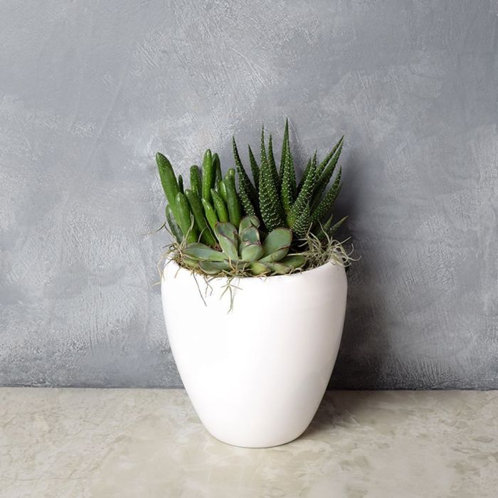 Potted Succulent Trio from Ottawa Baskets - Plant Gift - Ottawa Delivery.