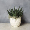 Potted Zebra Plant Succulent from Ottawa Baskets - Plant Gift - Ottawa Delivery.