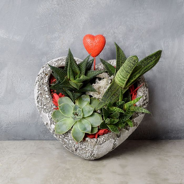Rock Garden Succulents of Love from Ottawa Baskets - Plant Gift - Ottawa Delivery.