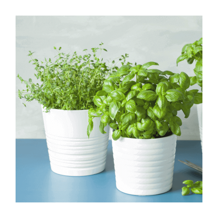 Seasonal Plants from Ottawa Baskets - Ottawa Delivery