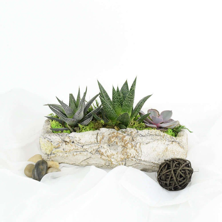 A carved nook in a large stone can be the perfect place for a few succulents to take root. Succulents are incredibly easy to take care of, so even if you don't have the greenest thumb. And remember, you can also have additional items included in your order to personalize it further, like gourmet snacks or a bottle of liquor or wine. Give a beautiful gift every time from Ottawa Baskets - Ottawa Delivery