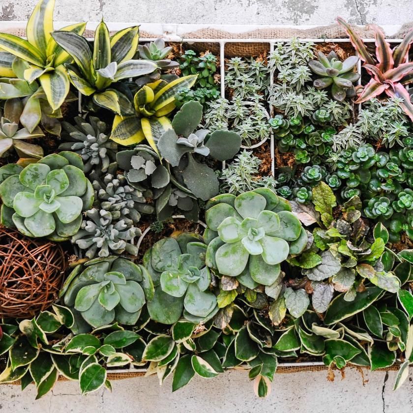 Succulents &amp; Cacti from Ottawa Baskets - Plant Gift Subscription - Ottawa Delivery